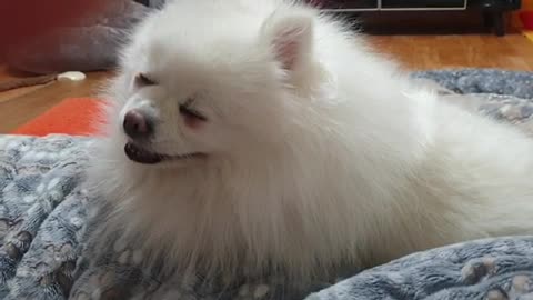 Sleeping puppy (So sleepy)