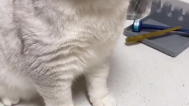 Cute cat crying 🥺After cutting onion 🤪