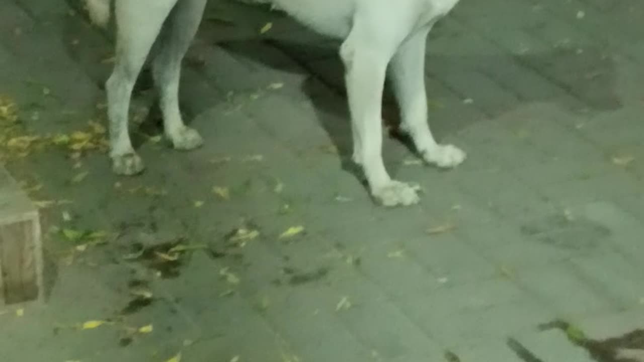 Labrador dog