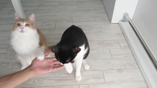 How My Cats Were Trained