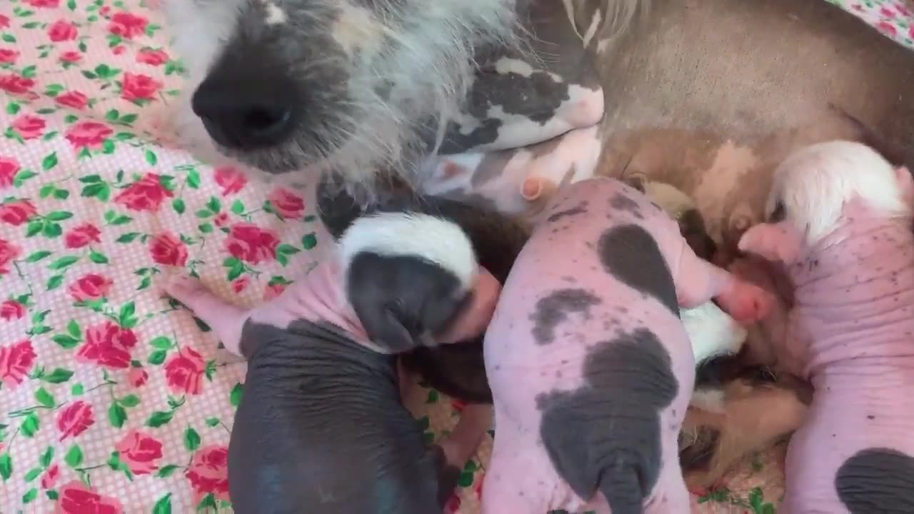 Chinese Crested Puppies Born on Valentine's Day 2019