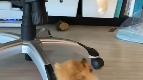 The dog just couldn't get on the chair