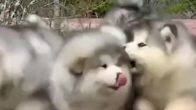 【Funny Animals】😍Best Funny Pets Videos😋 Cute dogs🐕#Shorts #2021