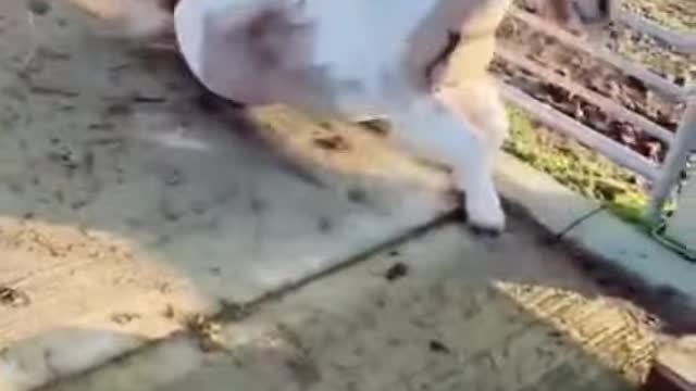 Baby Cats - Cute and Funny Cat Videos Compilation #34 | Aww Animals