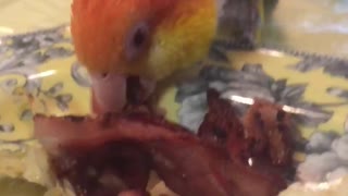 Ziggy the Bacon Bandit Bird