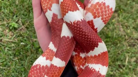 Beautiful and dengoures snake 🐍🐍