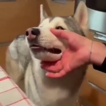 Okay. I admit, i have watched this every day for over a week and i lol every single time.