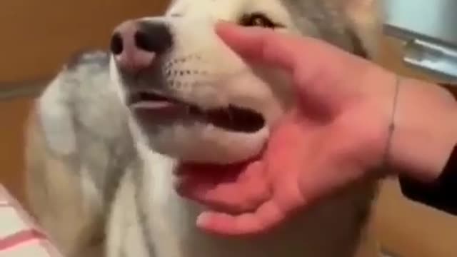 Okay. I admit, i have watched this every day for over a week and i lol every single time.