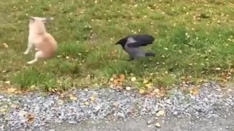 Funny violent bird