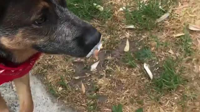 Brown dog walking with pacifier in mouth