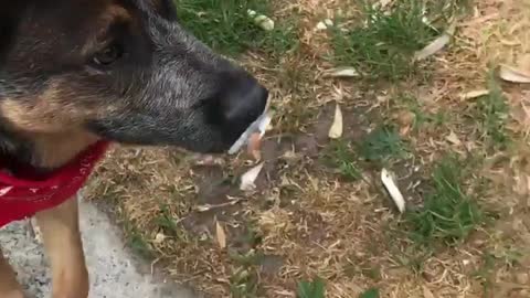 Brown dog walking with pacifier in mouth