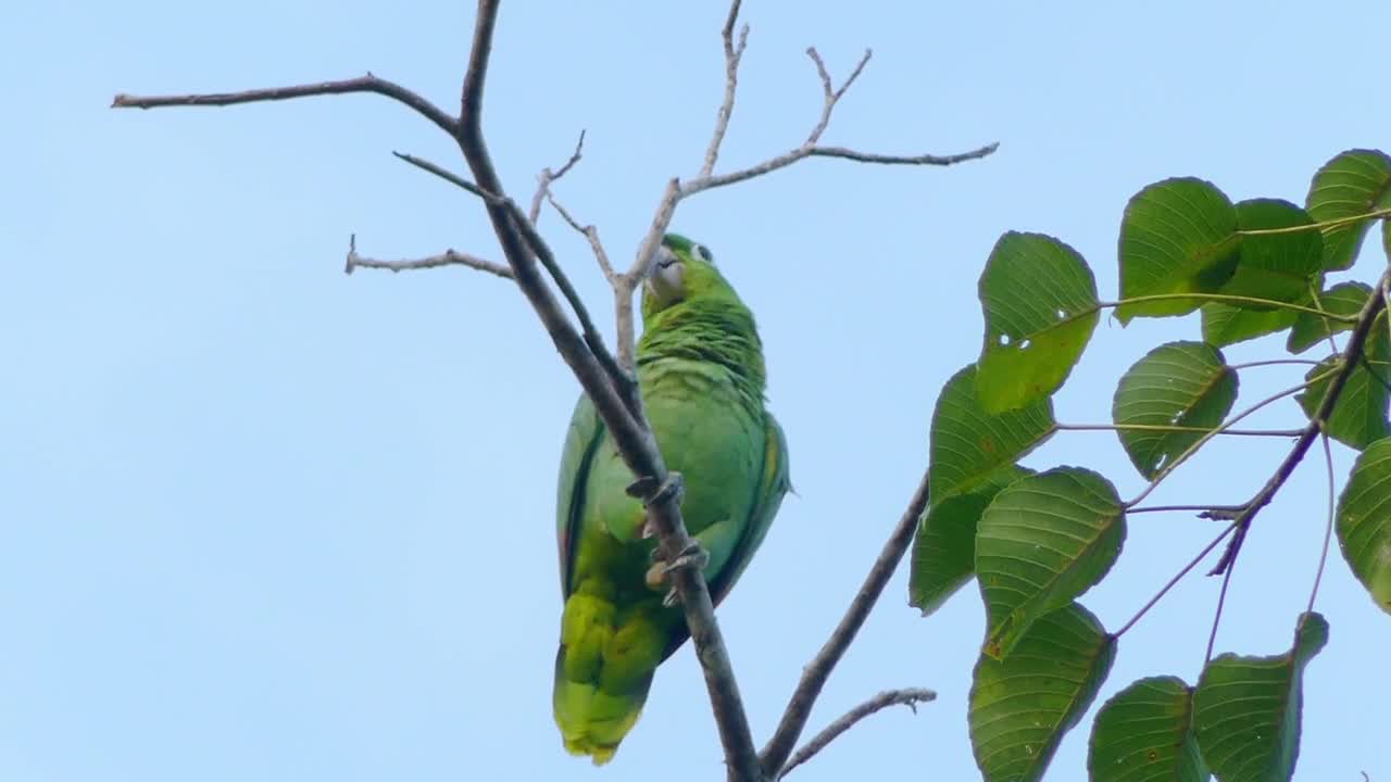 A BEAUTiFUL PARROT SiNGiNG OVER THE TREE