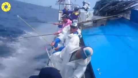 Fast tuna fish catching in the sea.