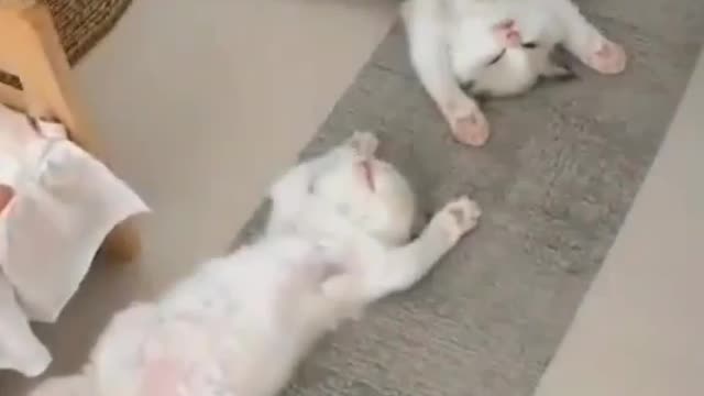 Cute animals relaxing