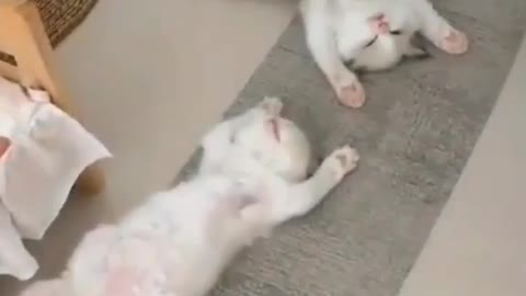 Cute animals relaxing