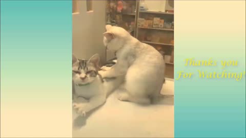 Funny dogs and cats