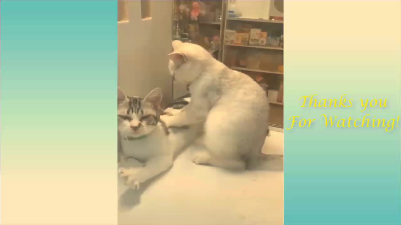 Funny dogs and cats