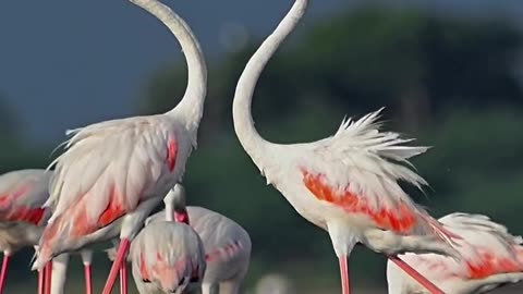 Wildlife and Funs
