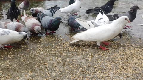 Pigeons in the rain