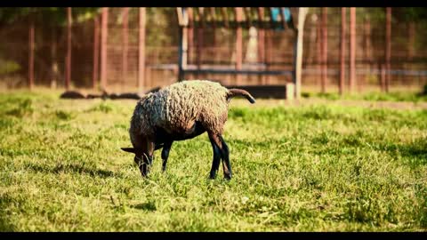 sheep pooping on a green lawn