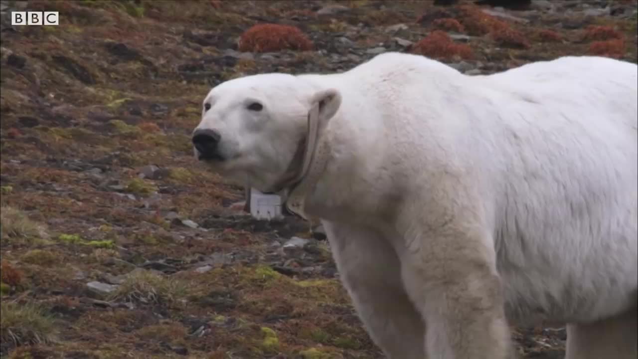 Stalked by a Polar Bear and Her Cub | BBC Earth