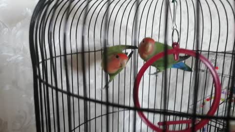 I am very pleased to watch these cute parrots.