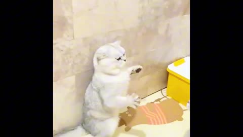 Funny cat 🐈 video,# love cat 🐈 with cat 🐈,#