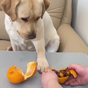 Funny 😂 Game Play With Dog 🐕