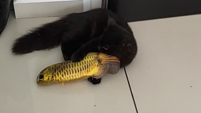 Little Betty: Black Cat play with Fish