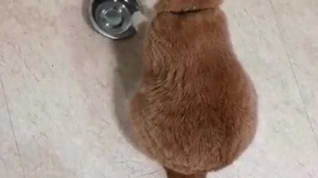 How many times did he move the food bowl?
