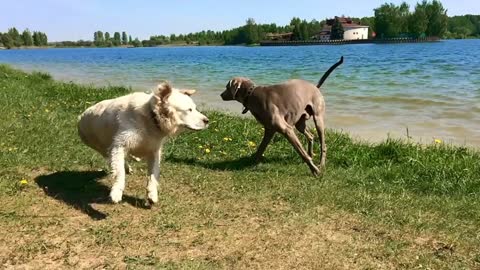 happy life of pets. dogs sniff around the lake - slow motion