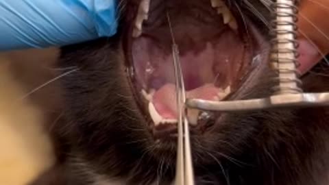 Jaw-dropping clip of a sewing needle being removed from a cat's mouth