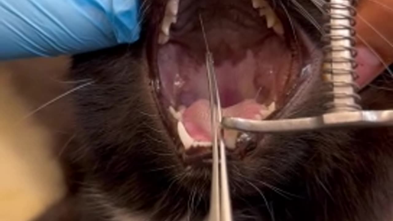 Jaw-dropping clip of a sewing needle being removed from a cat's mouth