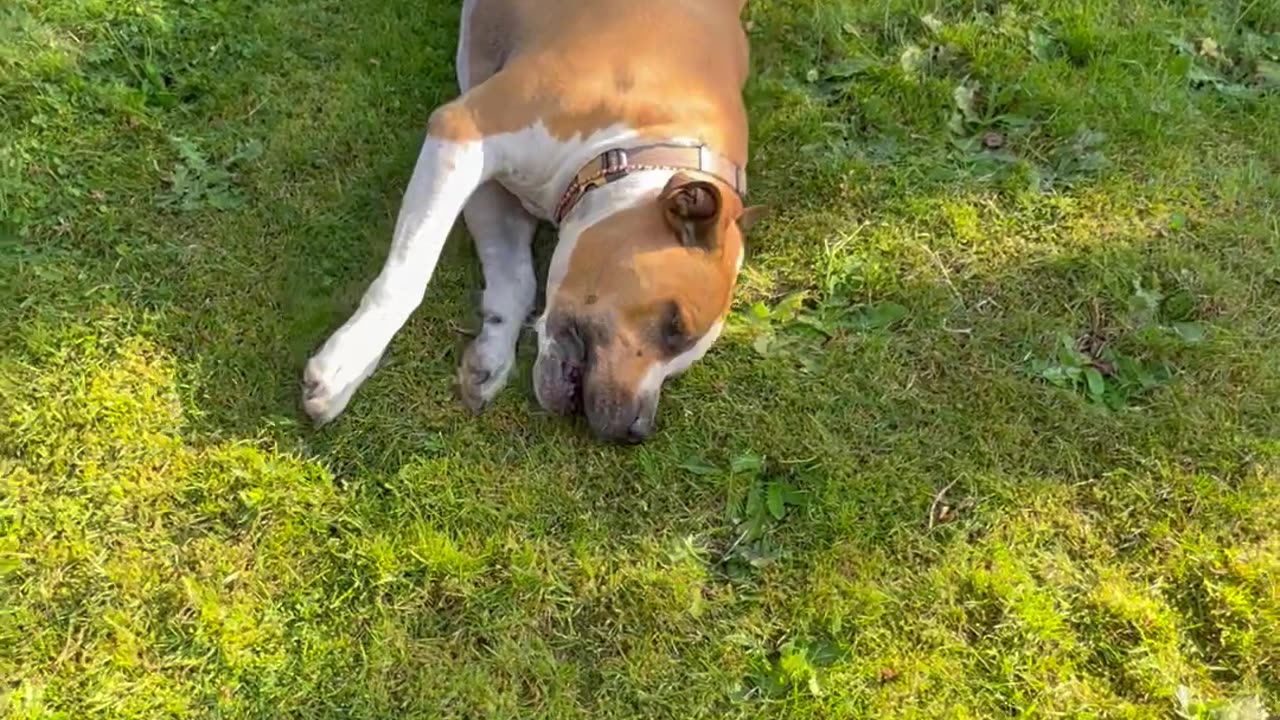 Dog Slides Down Grassy Hill