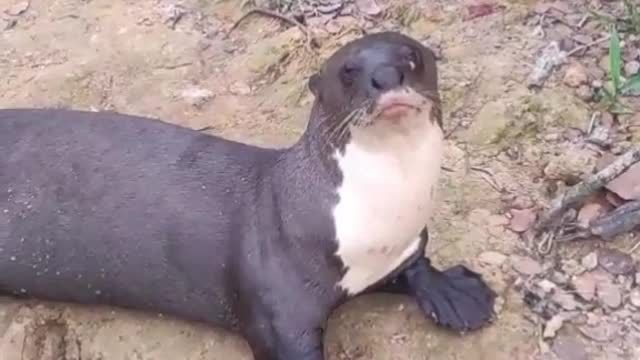 Otter Comes Looking for a Snack