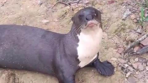 Otter Comes Looking for a Snack