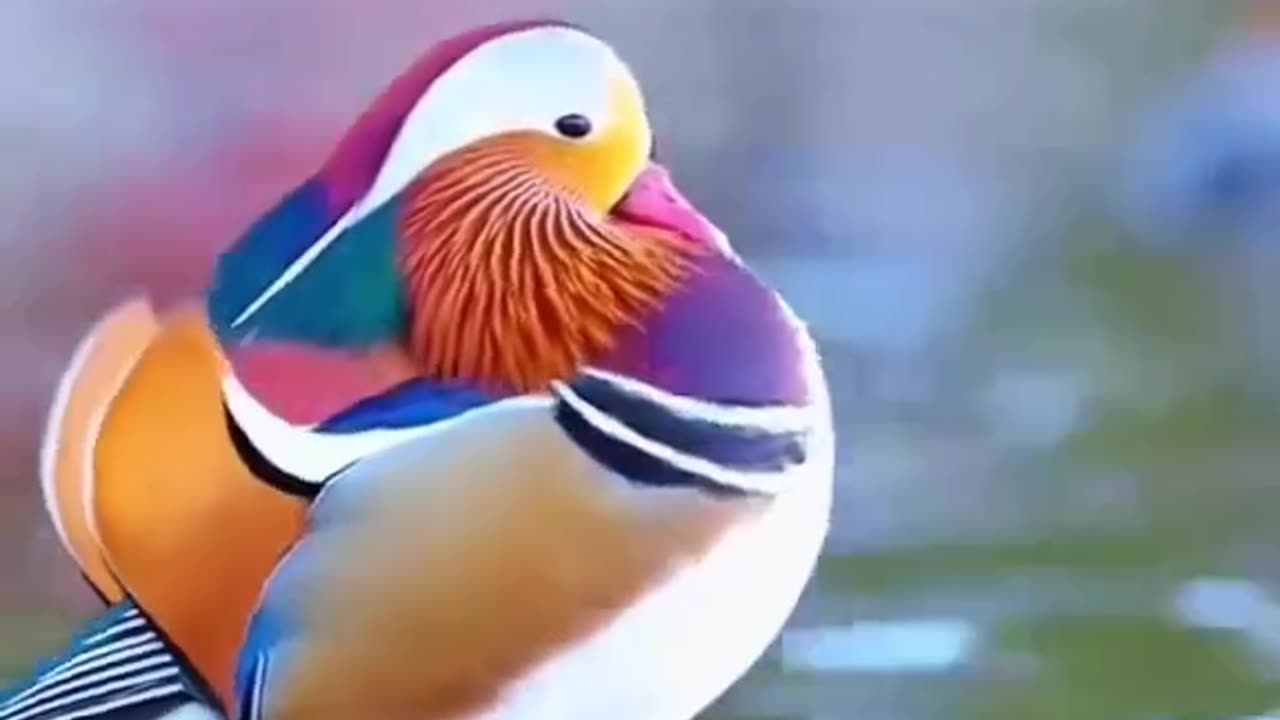 Beautiful Fully colour bird