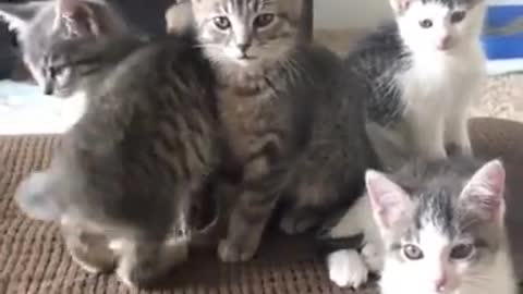 very cute and funny baby cats