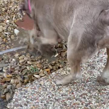 My puppy doing what puppies do, be silly!