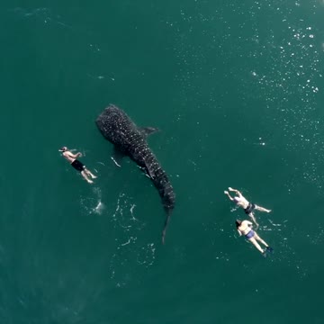 Majestuoso Tiburón Ballena nada con humanos