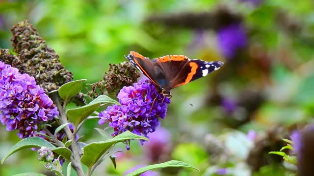 Beautiful black and red butterfly with rose - the world of butterflies - the world of animals