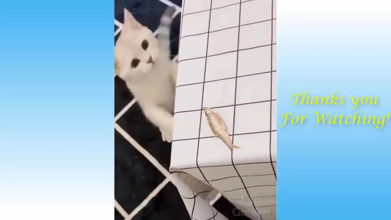 FUNNY CATS VIDEOS