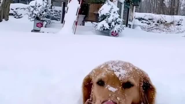 Doggy thinks when it snows the whole outdoors just becomes ice cream 🤣🍦🍨🐕❄️