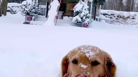 Doggy thinks when it snows the whole outdoors just becomes ice cream 🤣🍦🍨🐕❄️