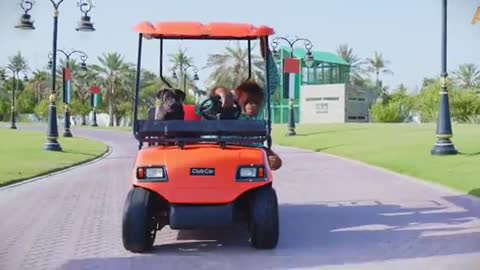 Animals driving a golf cart