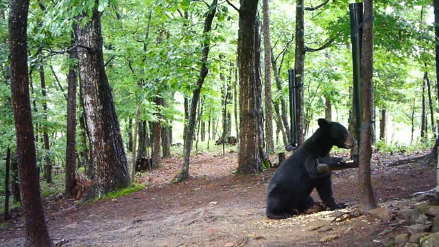 The Woods - 07/20/2021 Bear