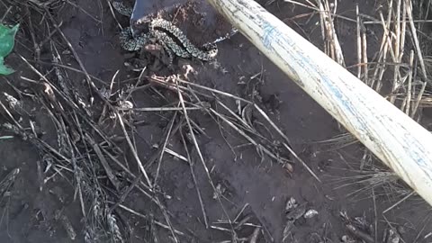 What Kind of Snake 🐍 Is This?