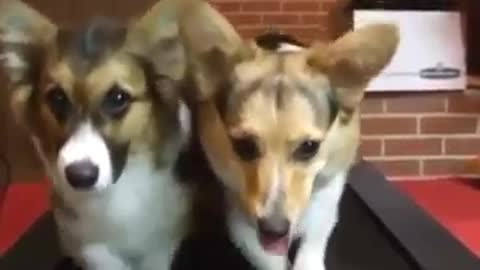 15 Seconds Cute Dogs Funny Video