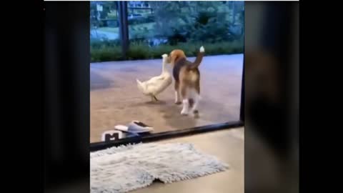 Dog Falls In Love With Duck