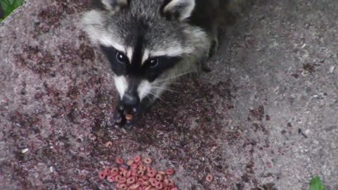 Sweet Raccoon eating with two hands